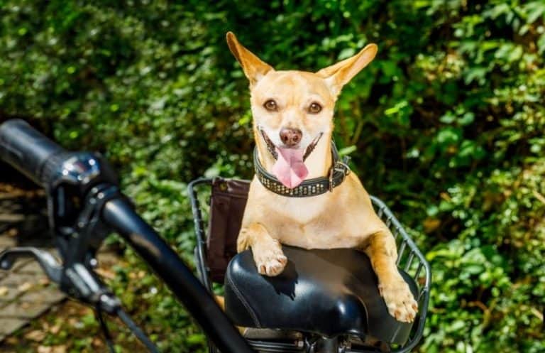 electric bike with large dog carrier